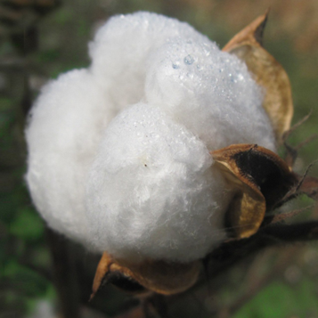 Cotton wool organic beds in Phoenix AZ