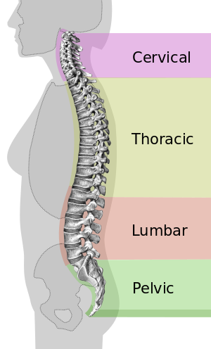 Back Pain and right support